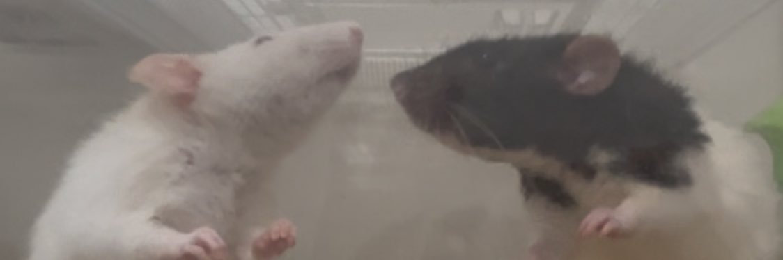 羽分(はわけ)@321 banner