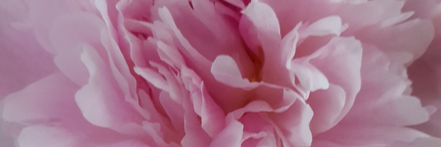 lelsey's profile banner image