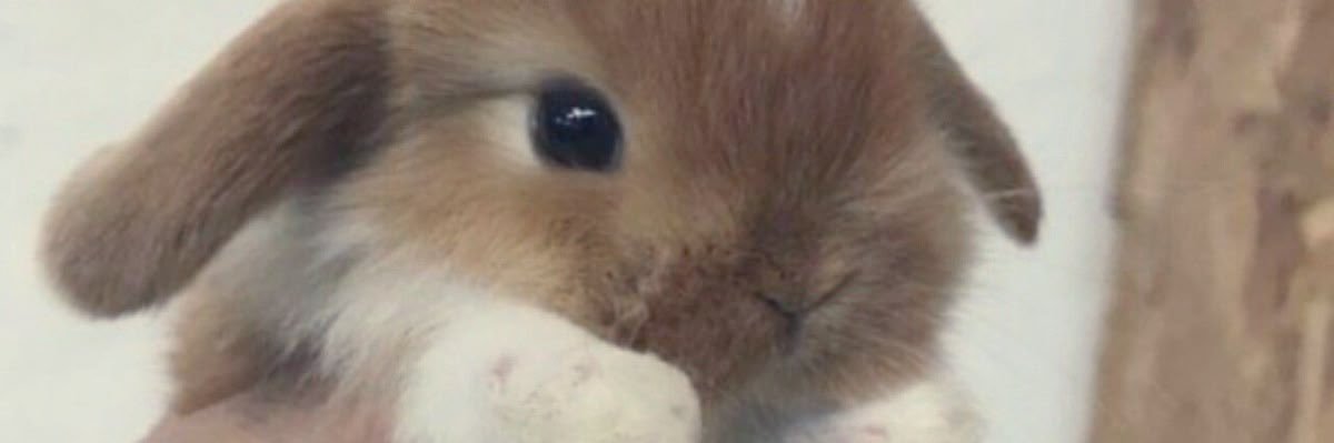 Bree banner