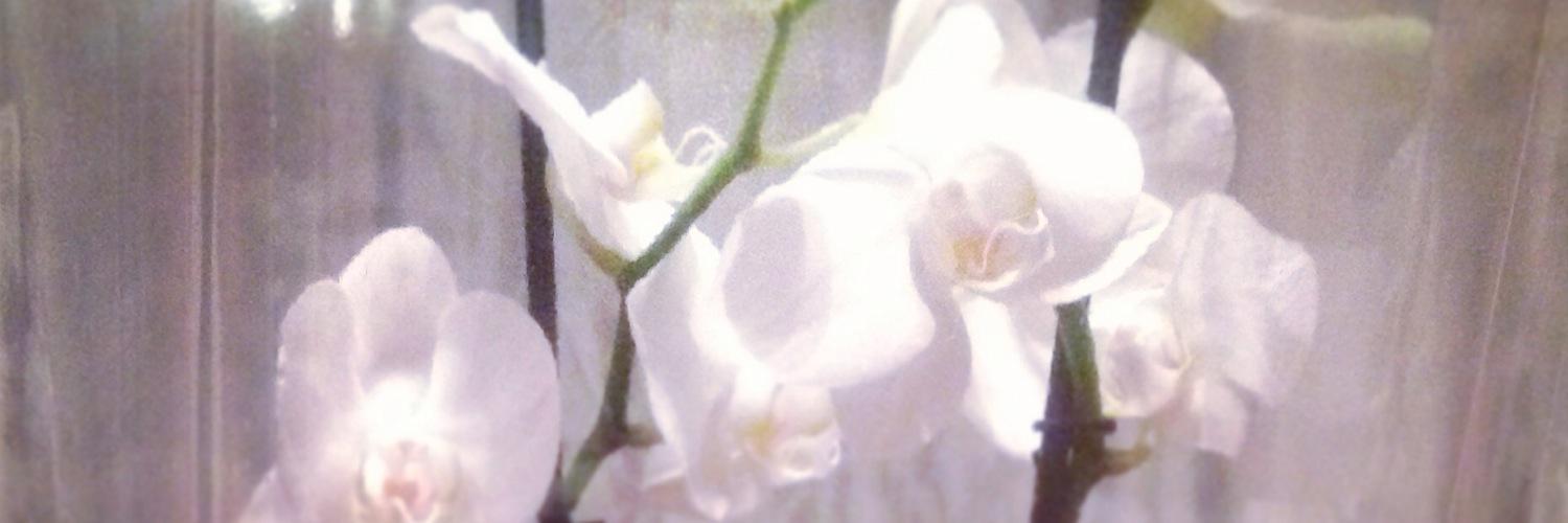 AyshaBari's profile banner image