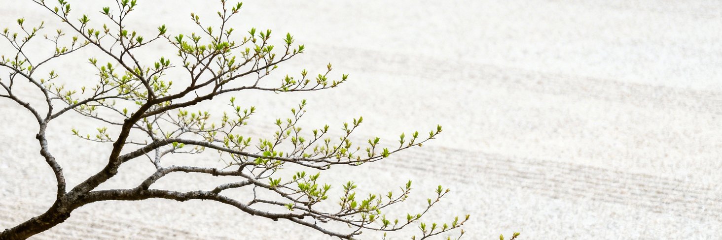 Yuzukimatcha's profile banner image