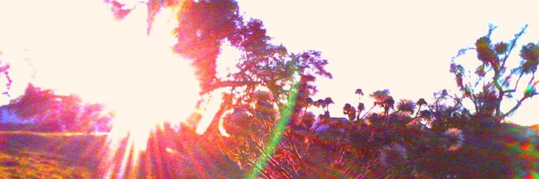 Will banner