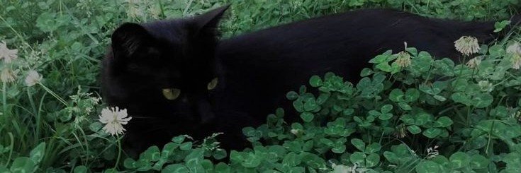 rumasaduka's profile banner image