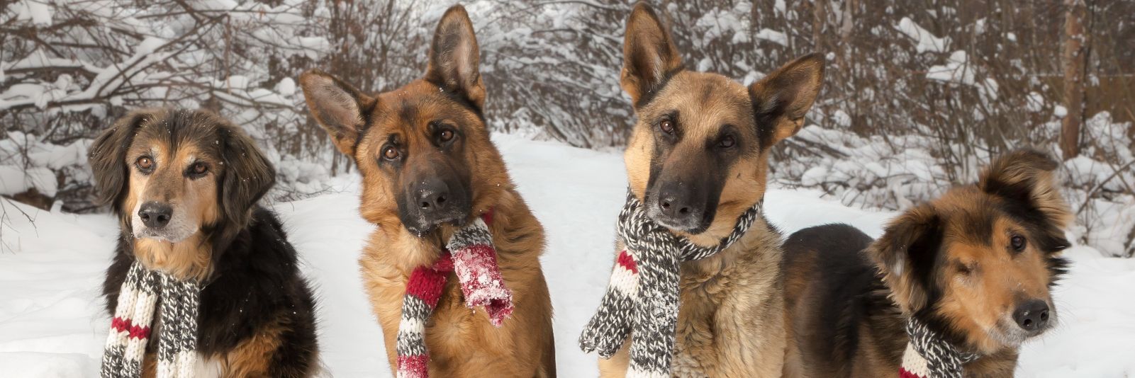 Michlkav🇨🇦🇬🇱 banner