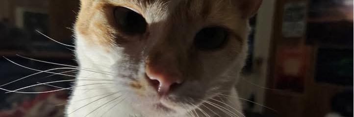 RickyBobbyRants's profile banner image