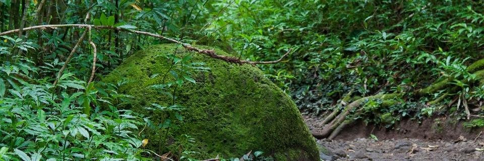 chant808's profile banner image