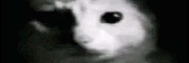 CheesePizz58731's profile banner image