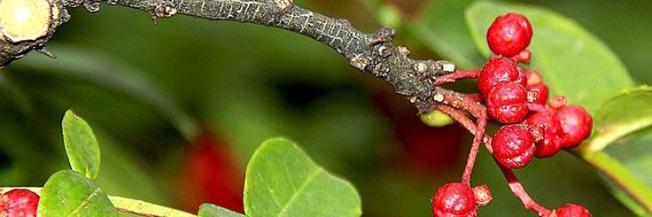 PricklyAshTree banner