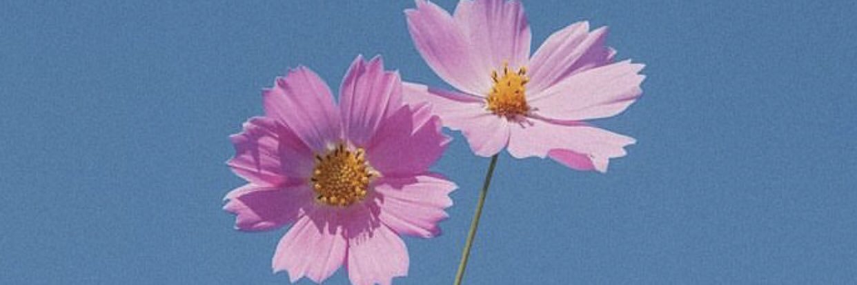 missalyaaali's profile banner image