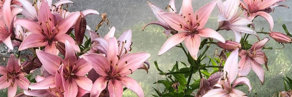 ᝰ.ᐟ 🩵 banner