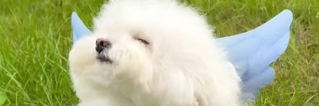 熊崽 baby bear banner