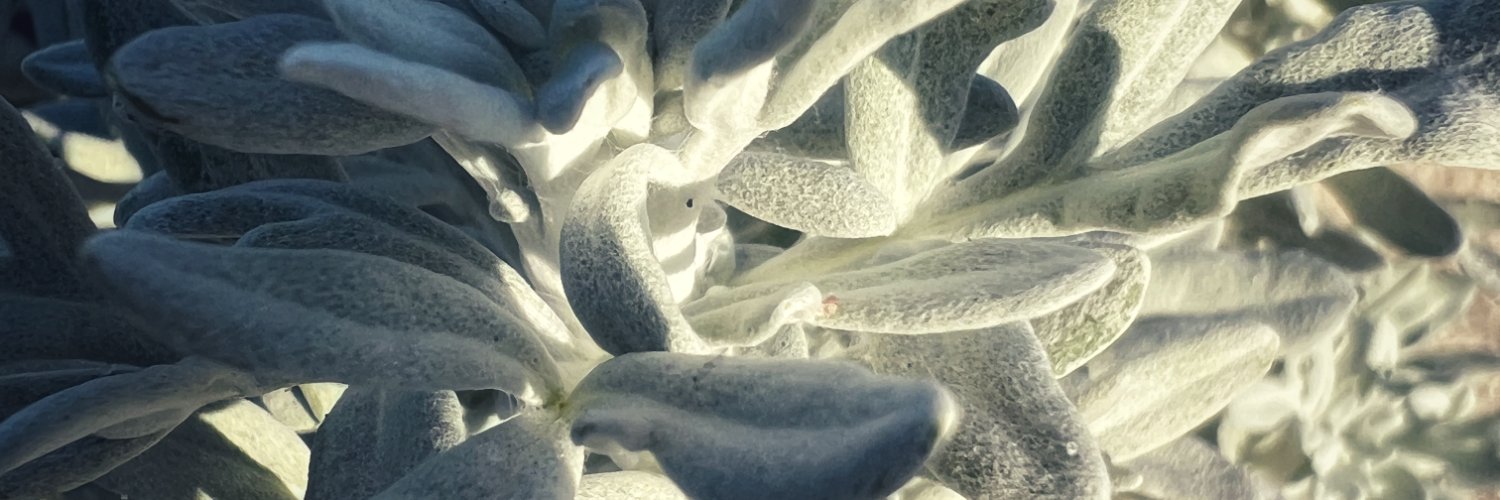 Corinne Bradshaw banner