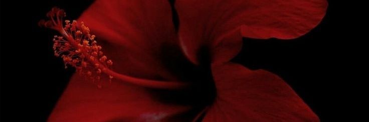 rittermauz's profile banner image