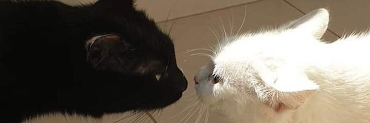 ᥫ᭡.ִֶָ𓂃 tn.lds_ banner