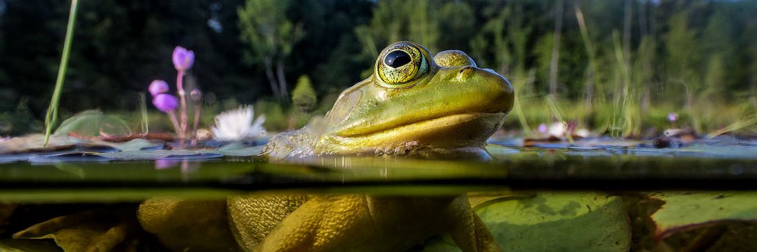 Frog banner