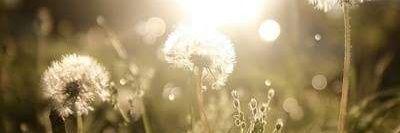 Flor M banner