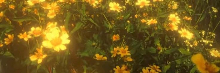 isabugchronics's profile banner image