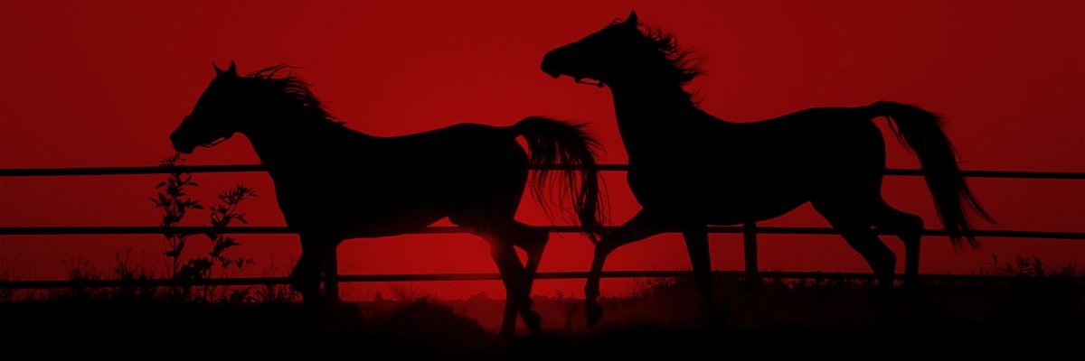 𝘿𝙪𝙩𝙘𝙝 banner