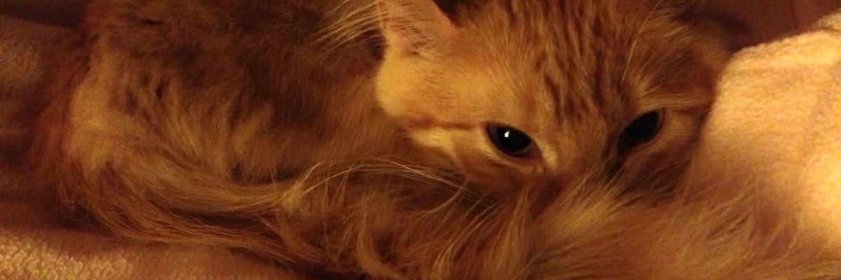 kwwqht's profile banner image