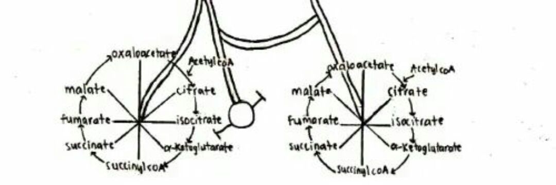 Mariano Vasulka banner