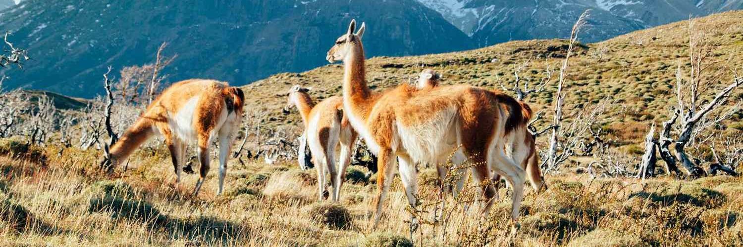 ℜ𝔬𝔟𝔦𝔫 banner