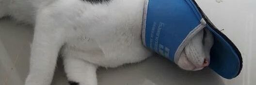 Champrixz's profile banner image