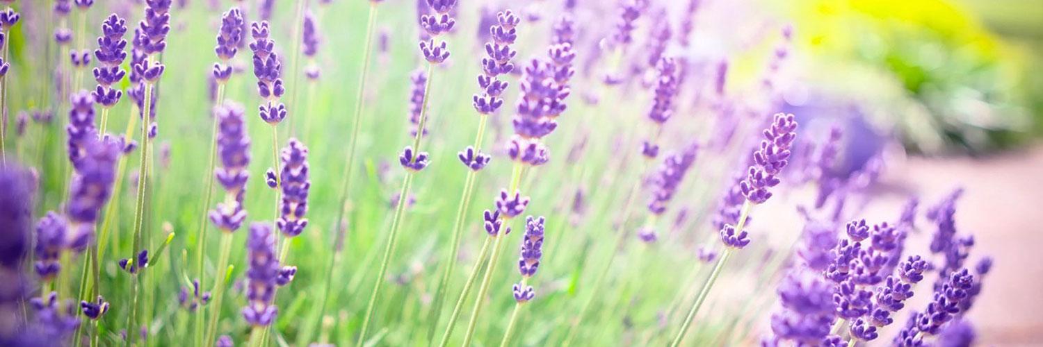 Aimee Campbell banner