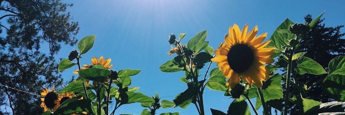 faramyra16's profile banner image