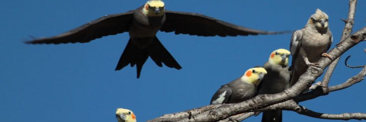 Cockatiel banner
