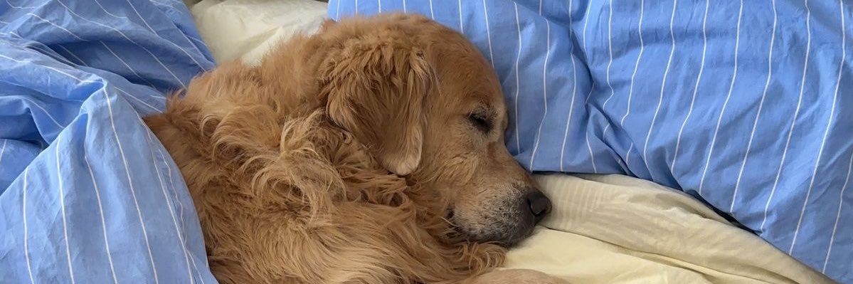 Animated Pet Tips banner