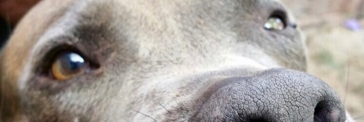 euge_paws's profile banner image