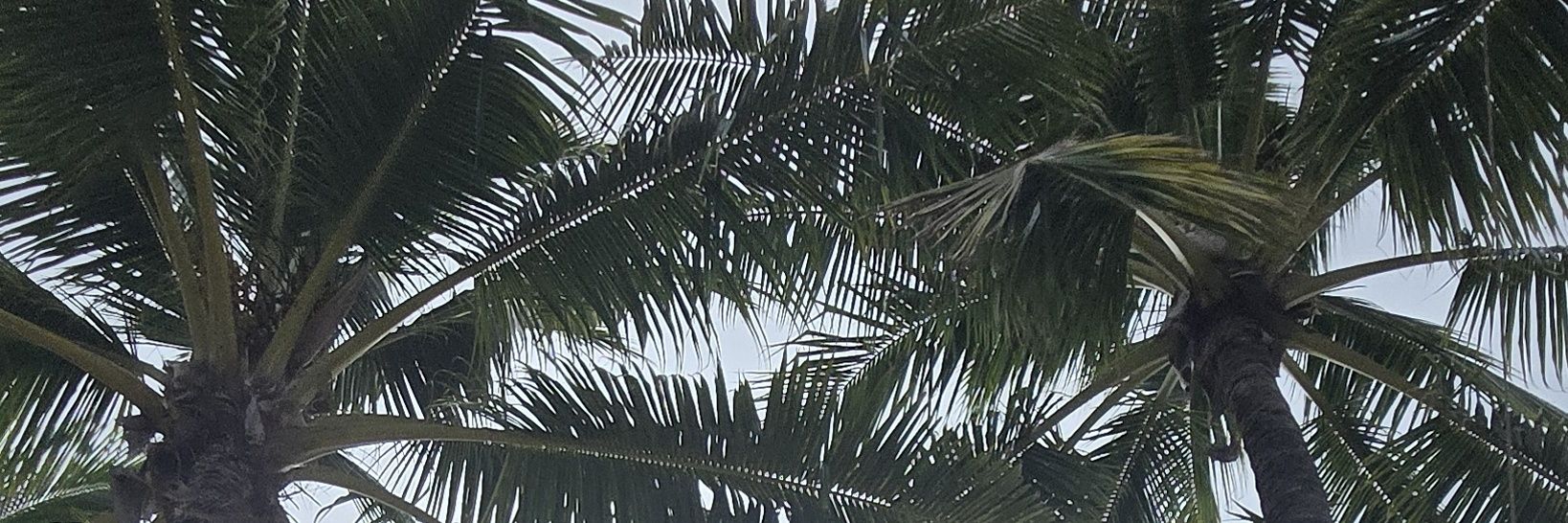 ThatPerson 🇦🇺 banner