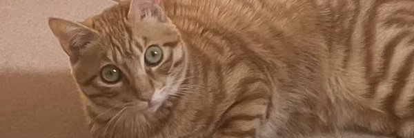 zcddll Profile Banner