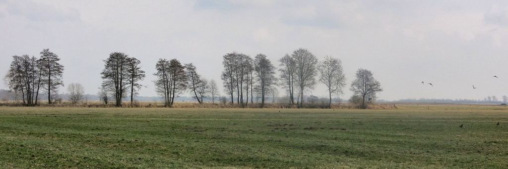 lukas (social liberal) 🩵🇳🇱 banner