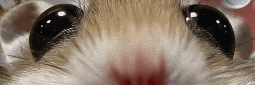Rat 🎀 banner