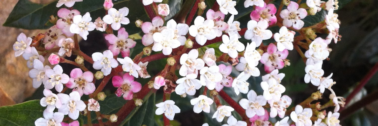 rosagaleon's profile banner image
