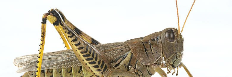 Locust Devil banner