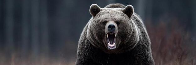Horje banner