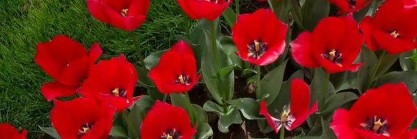 PersLioness Profile Banner