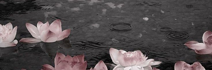 millieMoomooz's profile banner image