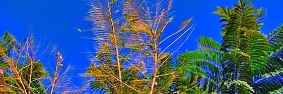 MyPurple Lingkwong banner