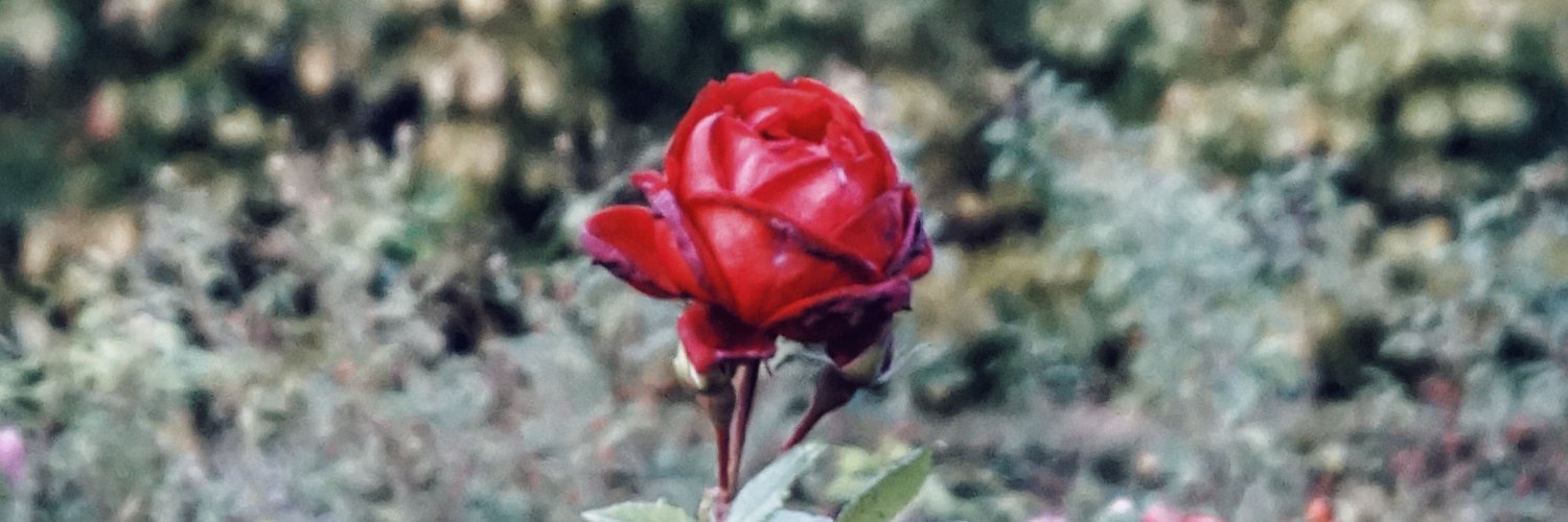 salfa_an's profile banner image