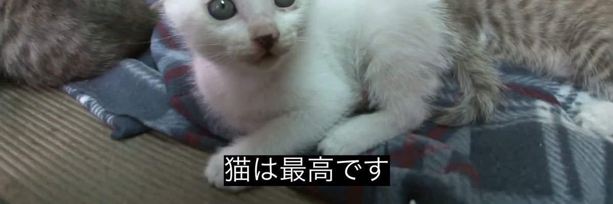 エレン ヨリミチ📚 banner