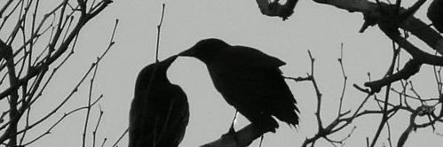 false_trilune's profile banner image