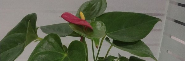 savitas Profile Banner