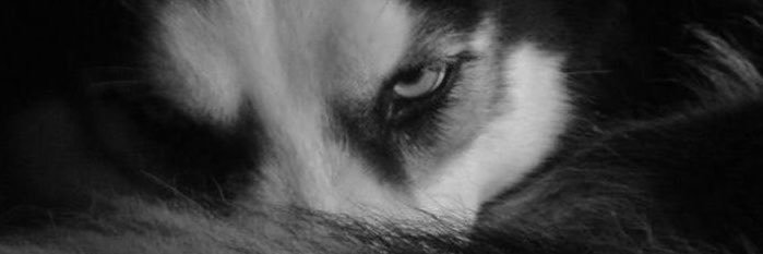 loboausentee's profile banner image