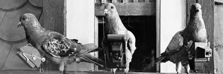 pigeonsight's profile banner image