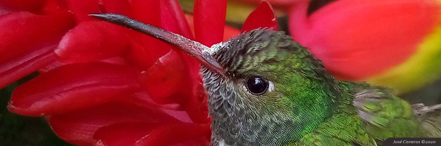 josecisneros's profile banner image