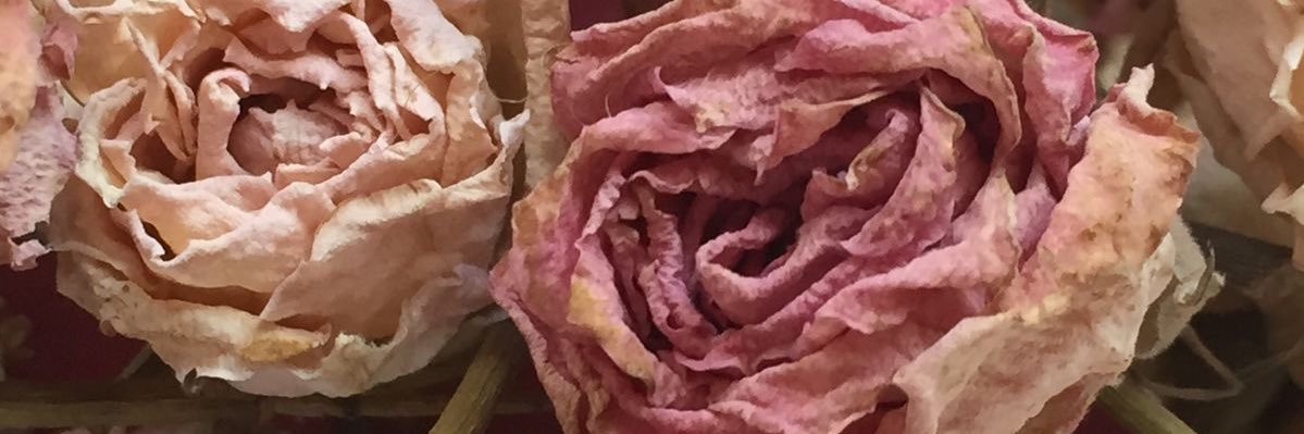 doeballerina's profile banner image