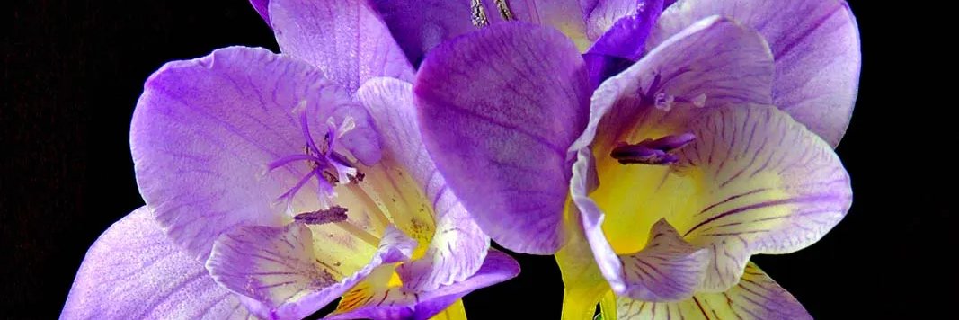 ✿freesia✿ banner